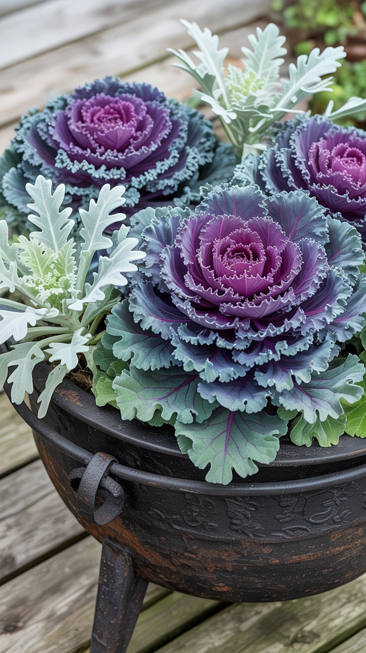 11 Container Gardening Ideas for Spring You Can Do Anywhere 10 A dark pot filled with purple kale and silver foliage plants.