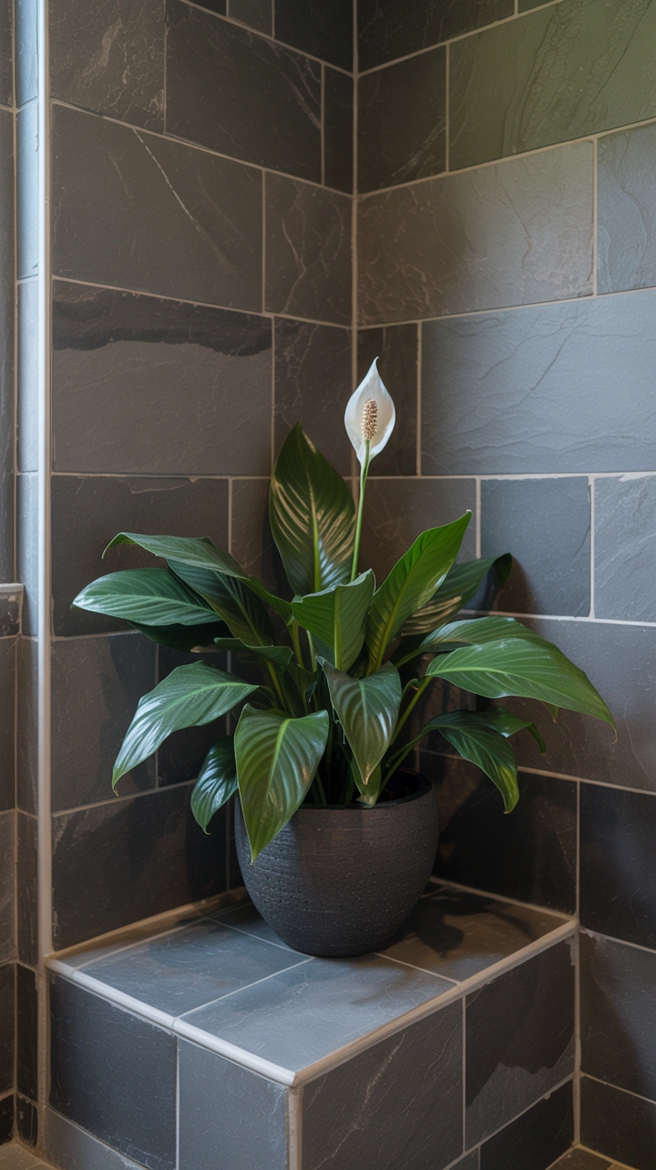 A large potted peace lily with dark green leaves and a white flower sitting on a gray stone bench inside a walk-in shower.