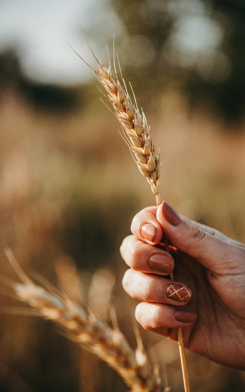 13 Almond Fall Nail Ideas That Look Elegant and Trendy 13 A dark brown woman's hand holding dried wheat with chestnut brown almond nails and a plaid accent.